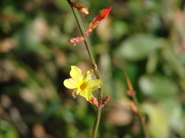jasmin nudiflorum